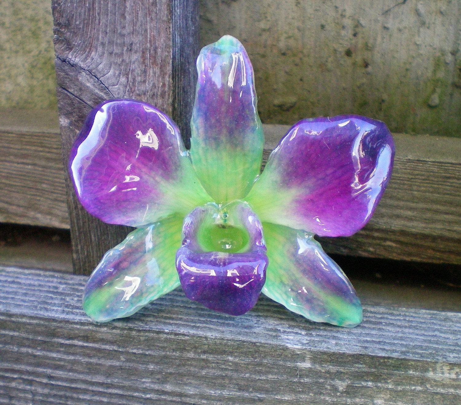 REAL Natural Magenta Purple and Green ORCHID Pin and Pendant
