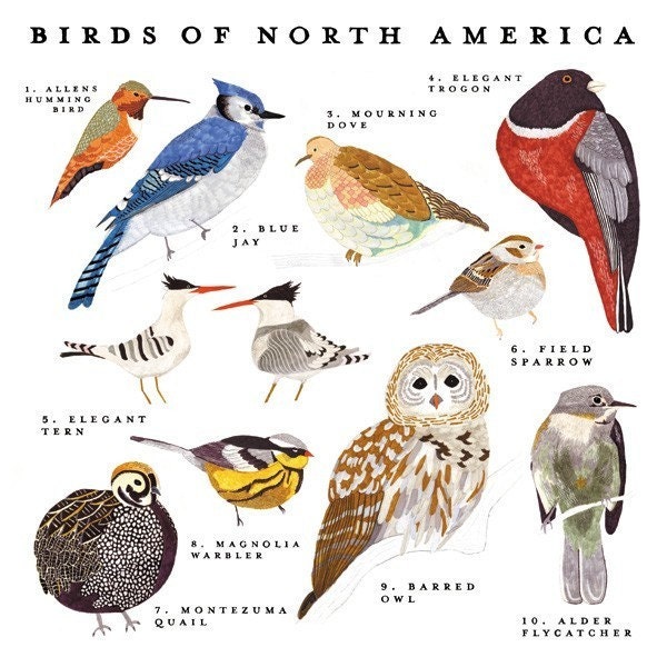 Birds of North America Print