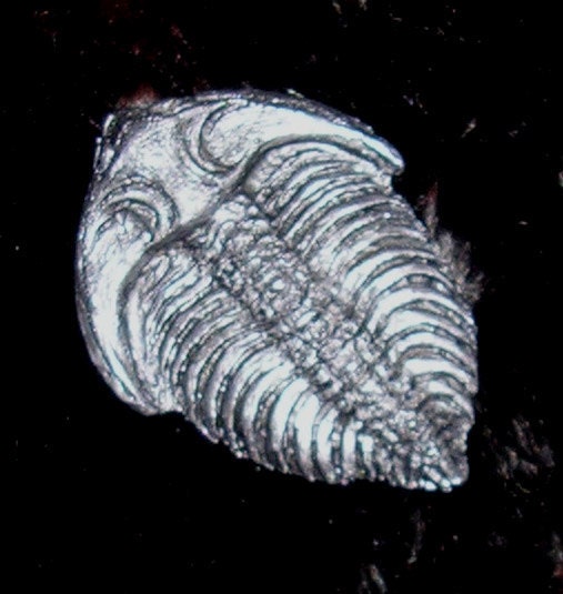 Silver-colored Resin Trilobite Pin