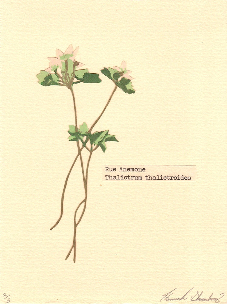 Rue Anemone