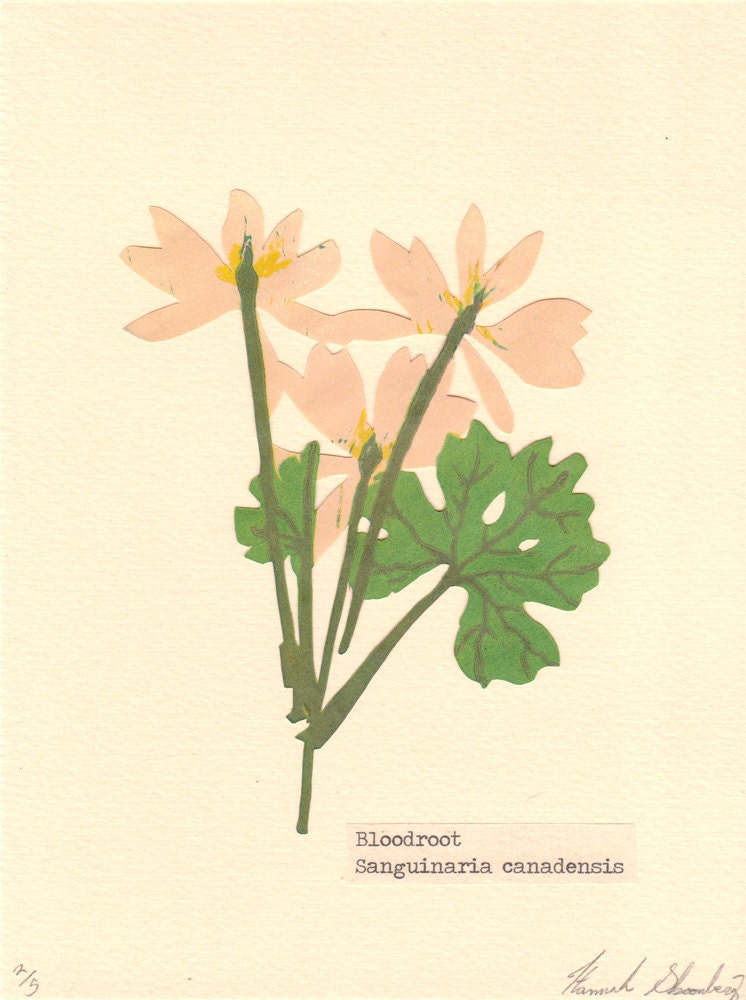 Bloodroot