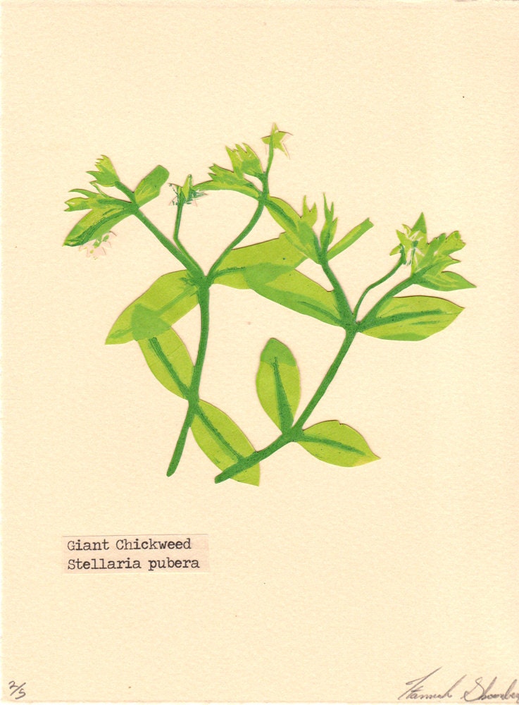 Giant Chickweed