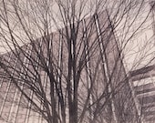 City Trees