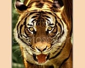 Nice Kitty 12 x 16 poster style photographic print - Tiger face