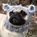 Dog Hat - Baby Koala Bear