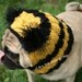 Dog Hat -  Bumble Bee Hat - The Original Pug Hat