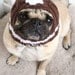 Football Helmet Dog Hat