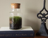 Moss Terrarium