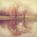 Landscape Photography - 8x8 print - Impressionistic -  Willow Trees Portrait - Happy Couple