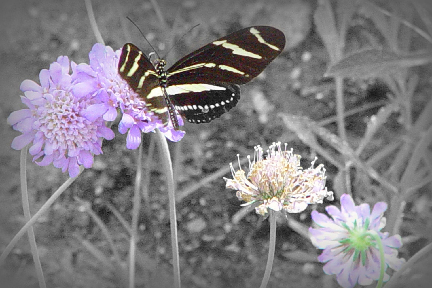 Photo Art Card Blank - Striped Butterfly