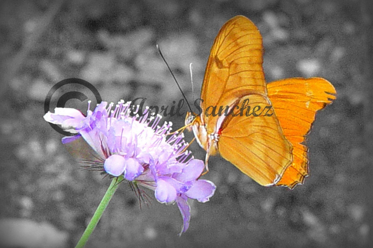 Photo Cards Blank - Yellow Butterfly
