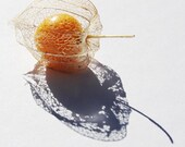 Cape Gooseberry photo printable summer photography 8x10 10x10 16x20 11x14 20x30