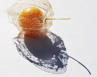 Cape Gooseberry photo printable summer photography 8x10 10x10 16x20 11x14 20x30