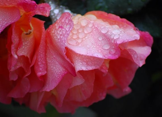 Pink Rose with raindrops PRINTABLE photo Lady Barbara - wall art - flower photography  mothers day gift  8x10, 10x10, 16x20, 11x14, 20x30