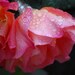 Pink Rose with raindrops PRINTABLE photo Lady Barbara - wall art - flower photography  mothers day gift  8x10, 10x10, 16x20, 11x14, 20x30