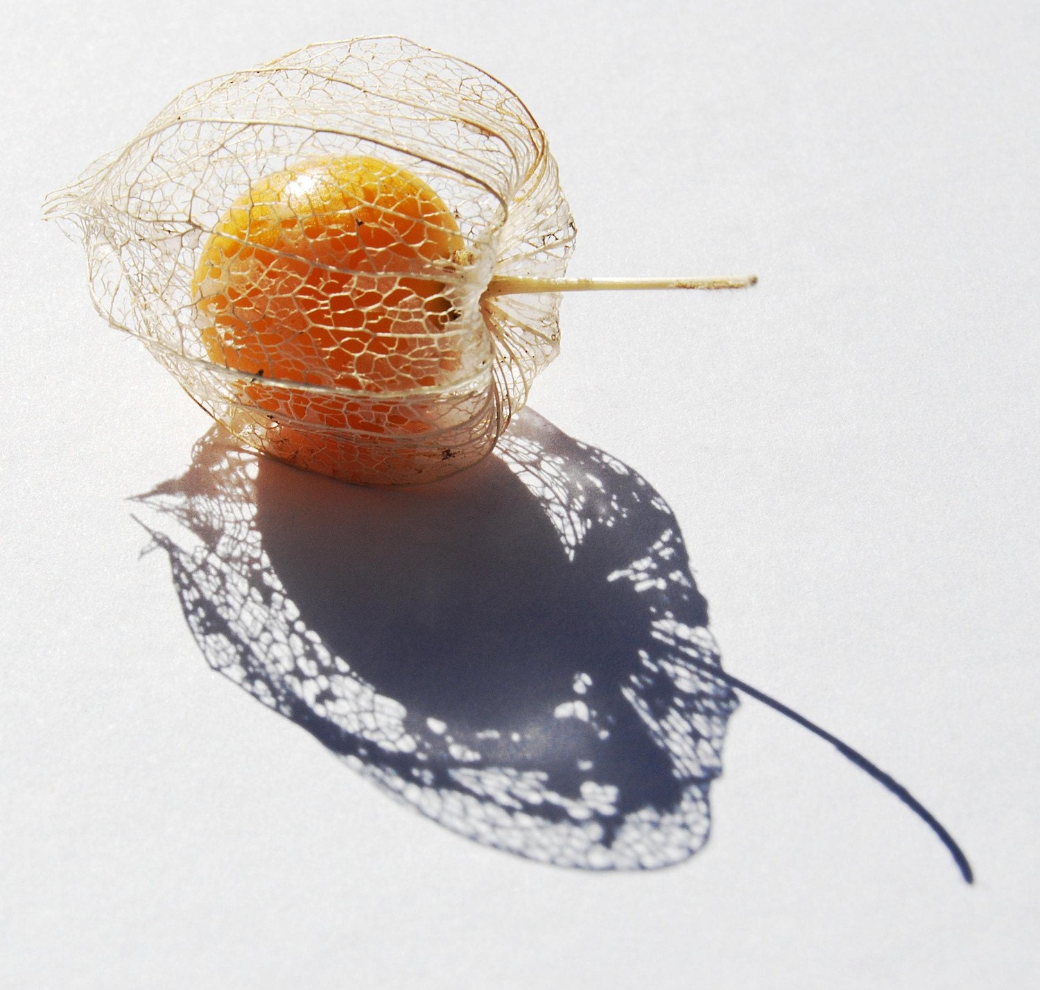 Cape Gooseberry photo printable summer photography 8x10 10x10 16x20 11x14 20x30