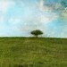 The Apple Tree - Limited Edition Giclee print