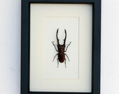 Giant Stag Beetle Archival Mat Insect Display