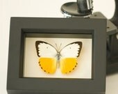 Yellow Migrant Sea Monster Real Framed Butterfly Display