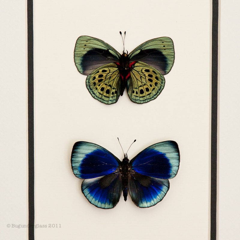 Framed Butterflies Charles Darwin Butterfly Front and Back