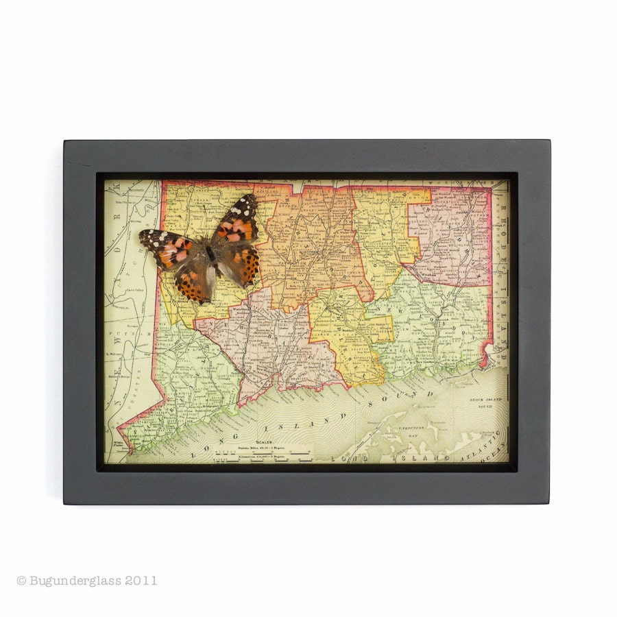 Framed State Map of Connecticut with native butterfly