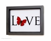 Love Red Real Butterfly Display Unique Valentine Gift