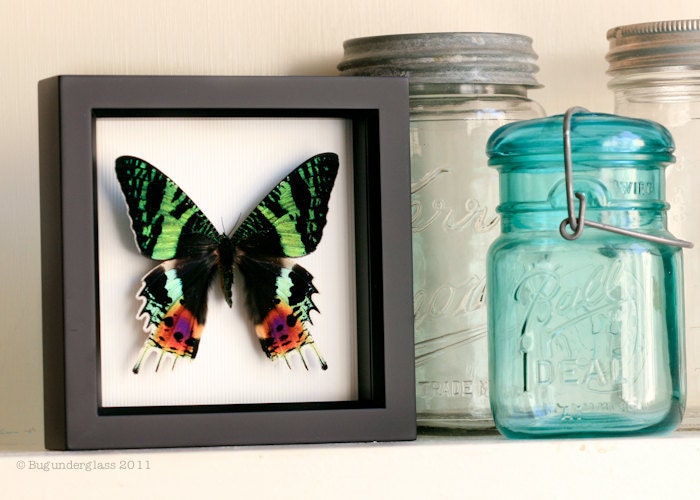 Framed Sunset Moth Shadowbox Art Frame 1329
