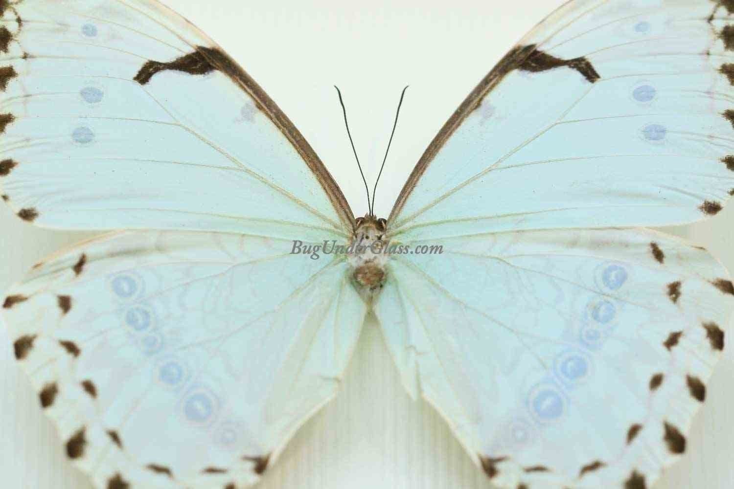 Pale Mint Morpho Butterfly Framed Butterfly Display
