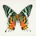 Madagascan Sunset Real Framed Moth 1331