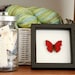 Heart Shaped Butterfly Shadowbox