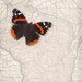 Framed Map of Wisconsin with Red Admiral Butterfly