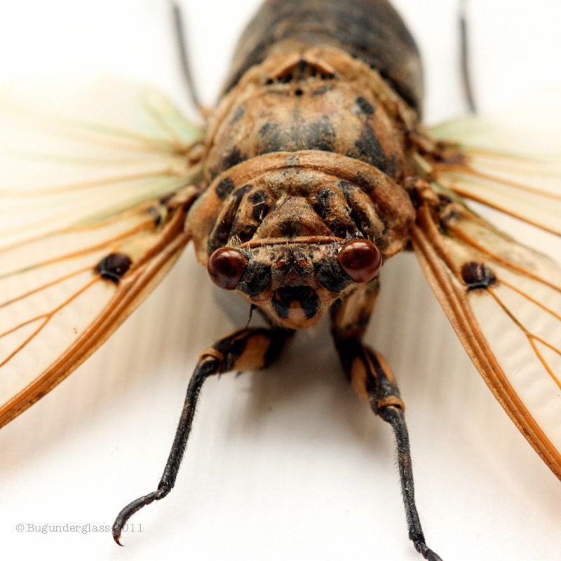 Cicada Bug