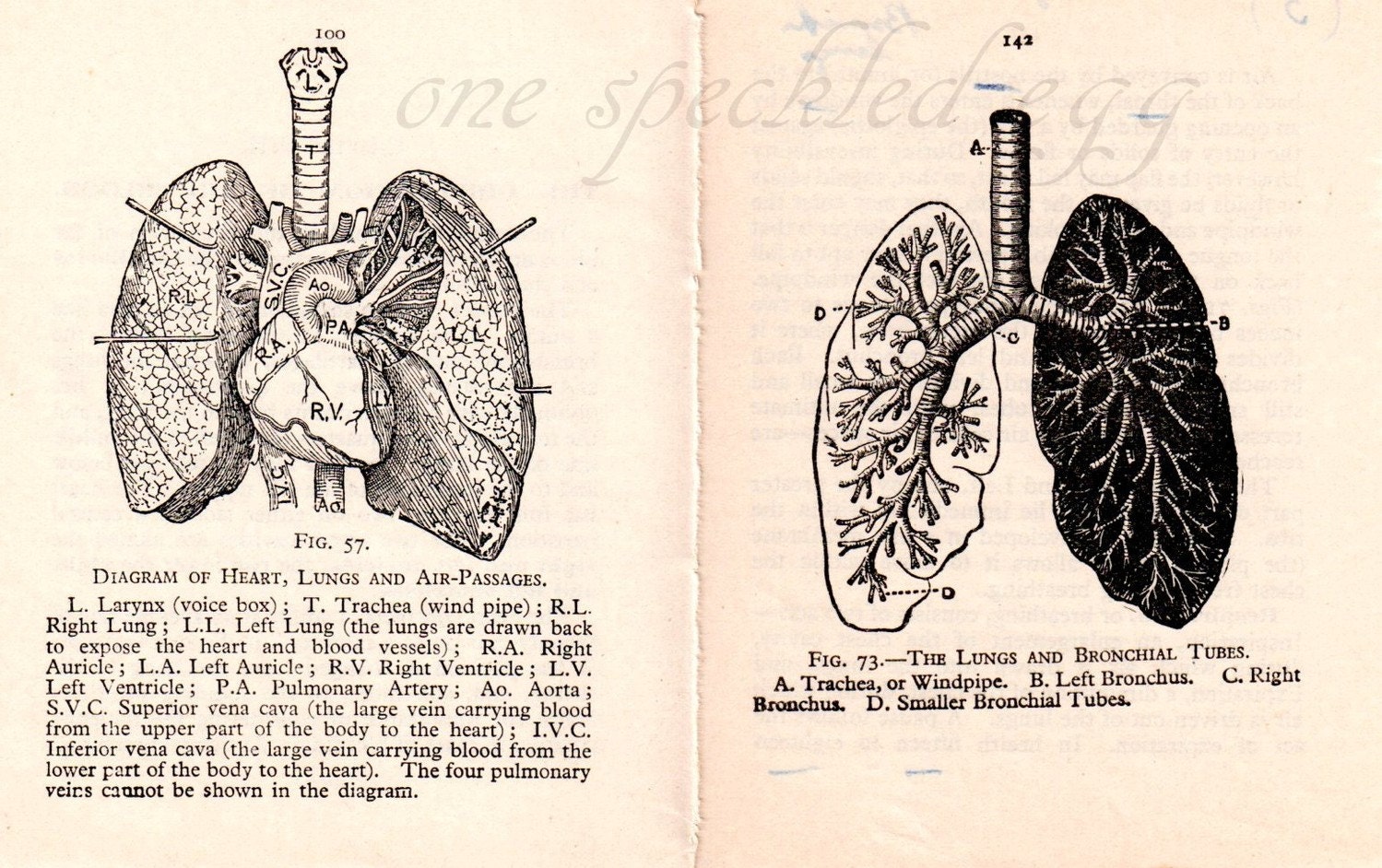 Illustrated Lungs