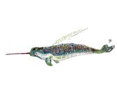 Narwhal- Sealife print - Arctic Animal Print - Exotic Animal Print - limited edition print - 13 x19