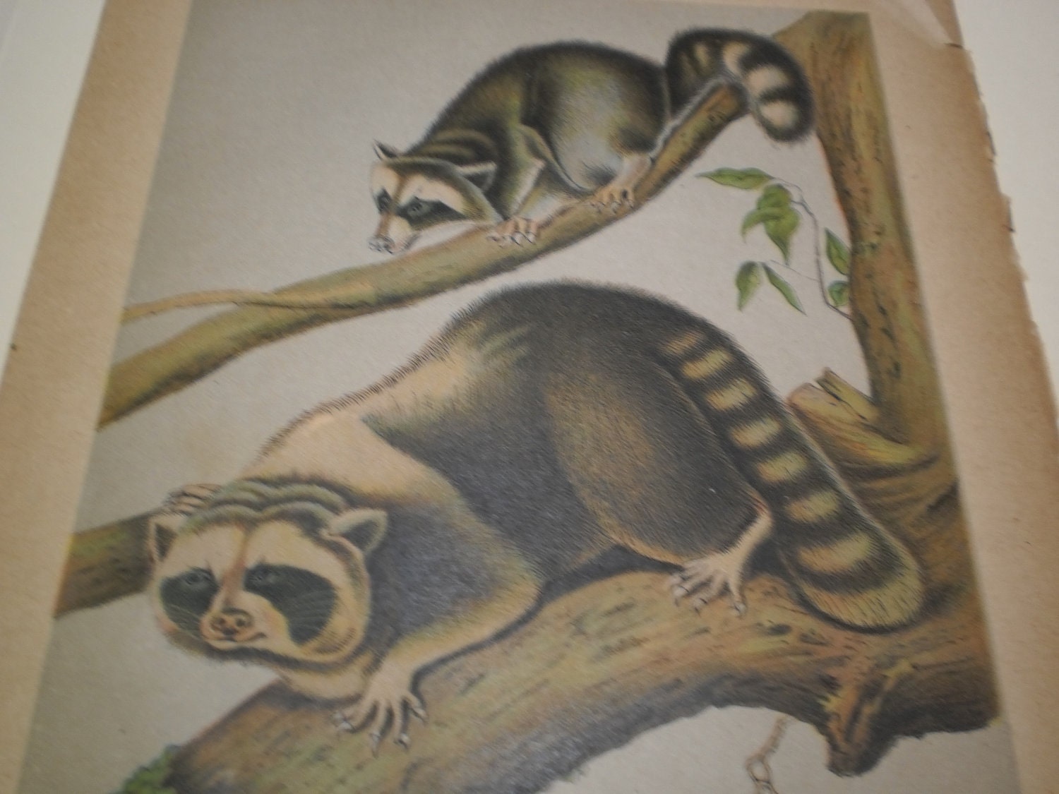 1890s Raccoon Chromolithograph Color Print Wild Carolina Animals Book Plate Natural History Vibrant Blue Gray Red Paper Ephemera Vintage