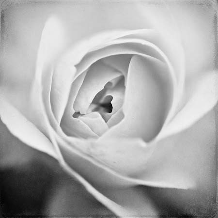 My Valentine - Fine Art Rose Flower Photograph - 4x4 - silver grey petals heart rose macro nature natural rustic fall autumn winter