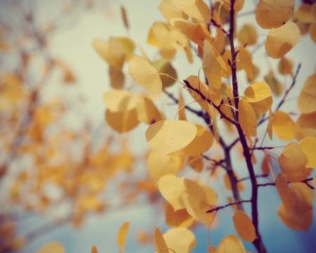 In The Fall Wind - Fine Art Aspen Tree Photograph Print - 11x14 - Large golden yellow leaves teal aqua blue