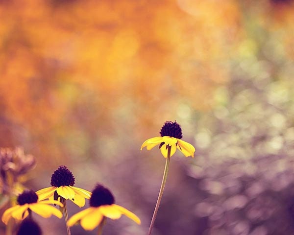 Flower Decor Photograph - spring garden yellow daisy purple violet lavender lilac orange bright vivid black green dreamy 8x10