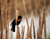 Blackbird - Fine Art Bird Nature Photograph Print - 5x7 - Earth Tones Natural fall autumn harvest animal nature