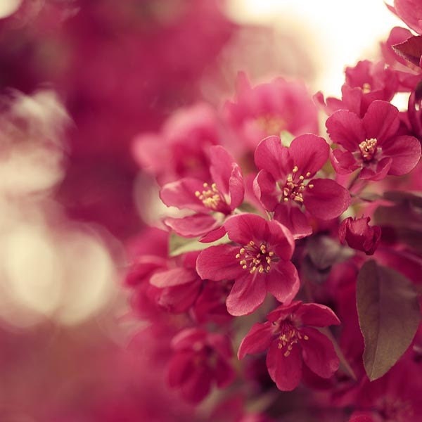 Flowers Fuschia