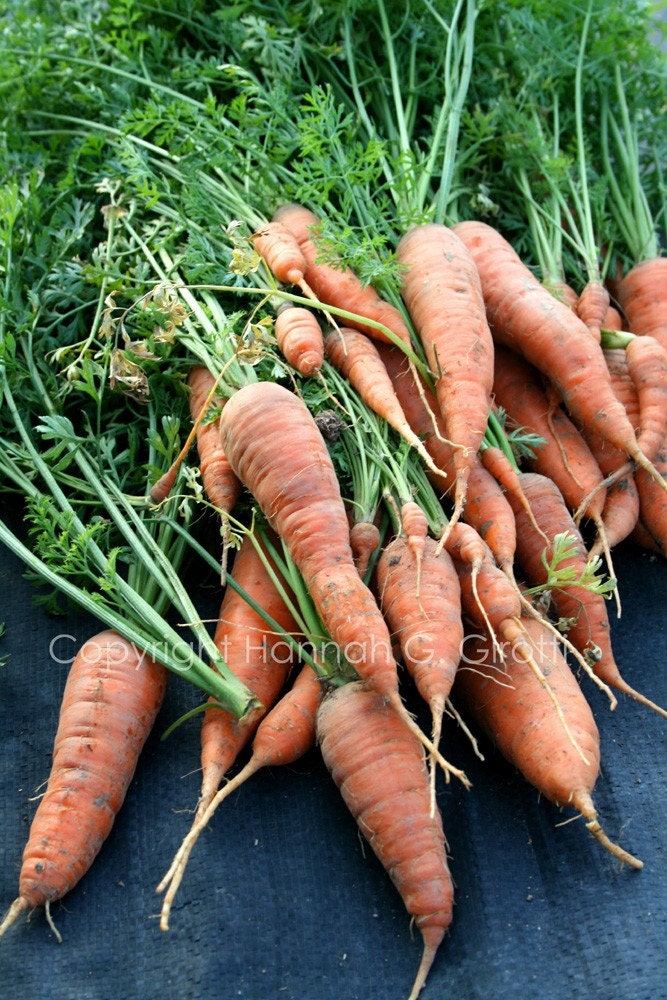 Fresh Picked Garden Carrots Textured Photo Frame Card