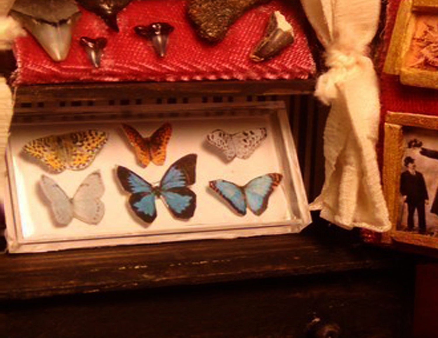 Miniature Exotic Butterfly Collection