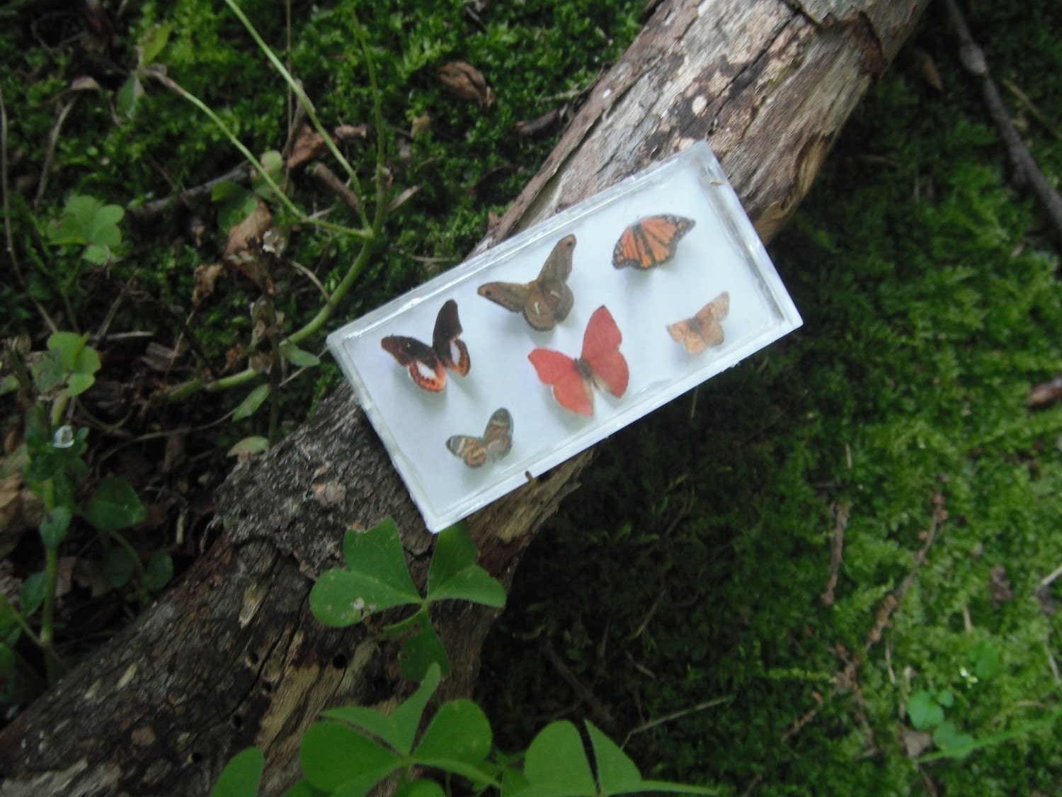 Miniature Exotic Butterfly Collection