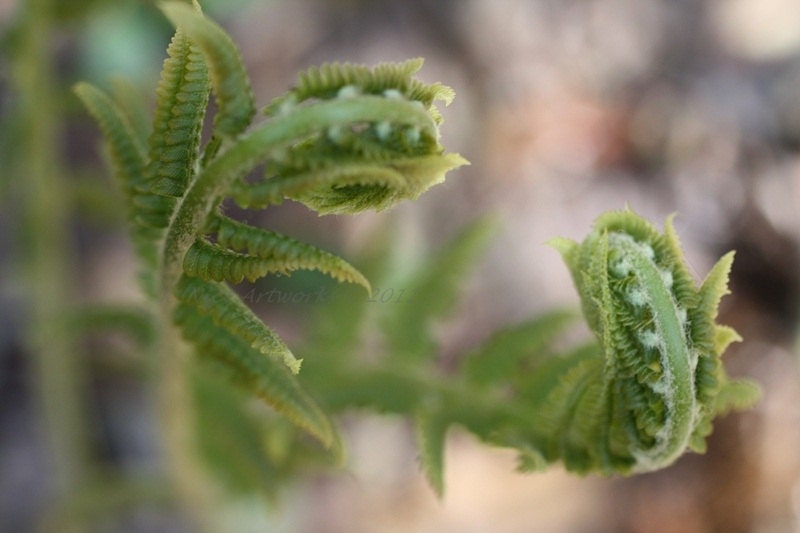 Unfurl 11 x 17 photograph