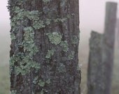 Unassuming 11x17 Photograph