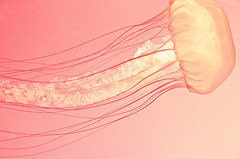 Pink Orange Jellyfish No. 1 - 5 X 7 Photography Print - Nature Nursery Decor Fish Ocean Summer Vacation Sea