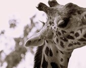 Giraffe - 10 X 8 fine-art photographic print