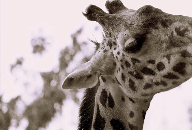 Giraffe - Large 22 X 15 fine-art photographic print