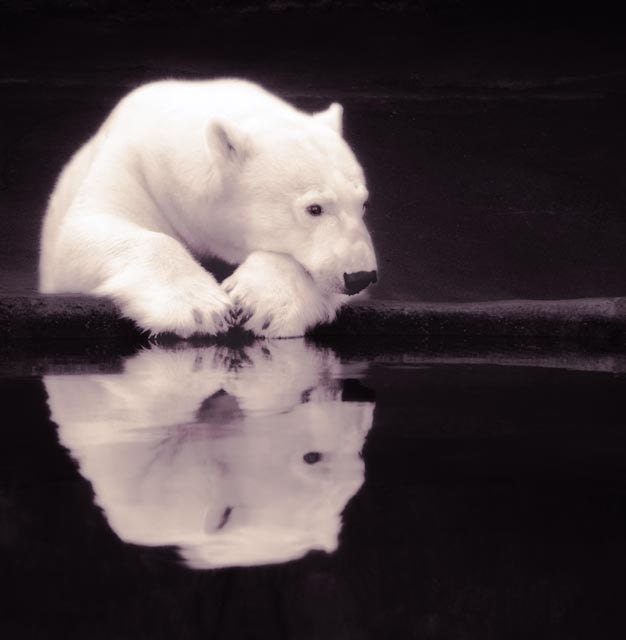 Lonely Polar Bear - 8 X 8 fine-art photographic print