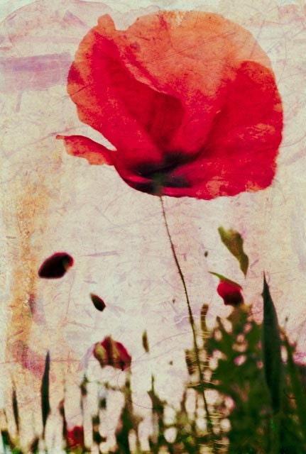 Heavy poppy - 7 X 10 fine-art photographic collage print watercolor